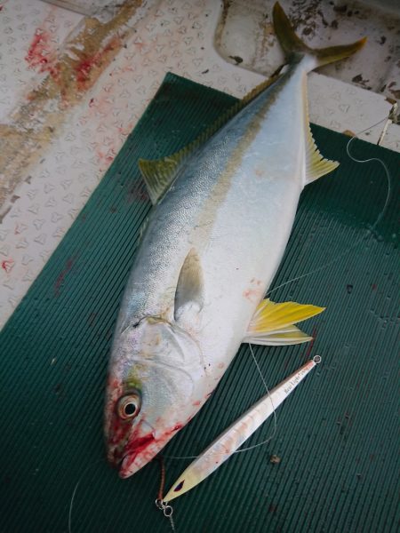 鷹王丸 釣果