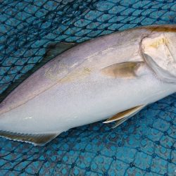 シースナイパー海龍 釣果