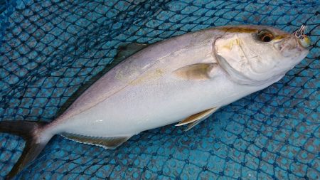 シースナイパー海龍 釣果