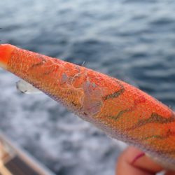 龍神丸（鹿児島） 釣果