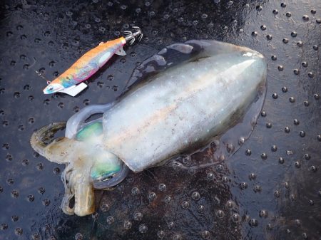 龍神丸（鹿児島） 釣果