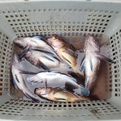 さち丸 釣果