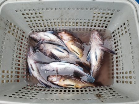 さち丸 釣果