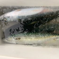 宝昌丸 釣果