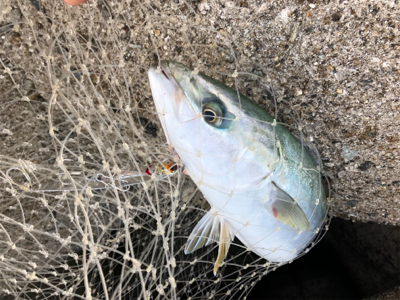 ツバス、エソ、太刀魚