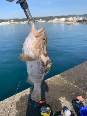 泳がせでクエ 和歌山県 串本港 のませ釣り ウツボ 陸っぱり 釣り 魚釣り 釣果情報サイト カンパリ
