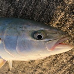 太刀魚の活性高い！