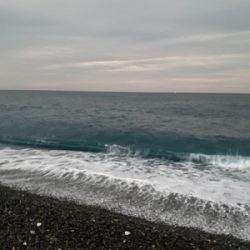 七里御浜でメジロ