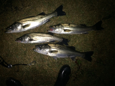 雨の中でシーバスフィッシング 三重県 河芸漁港 シーバス スズキ セイゴ 陸っぱり 釣り 魚釣り 釣果情報サイト カンパリ