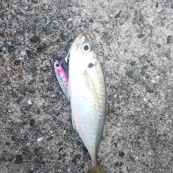 釣ったアジで飲ませ