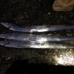 太刀魚とのませで青物狙い