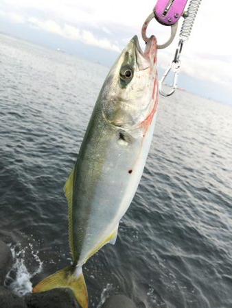 ハマチ&太刀魚
