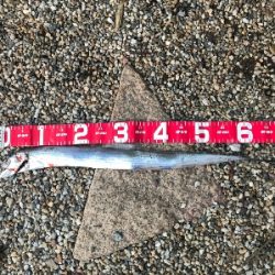 太刀魚釣り