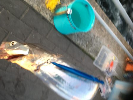 コスモ太刀魚渋い！