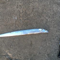 沖洲で今年初の太刀魚