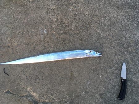 沖洲で今年初の太刀魚