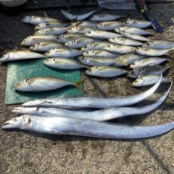 中アジ釣り