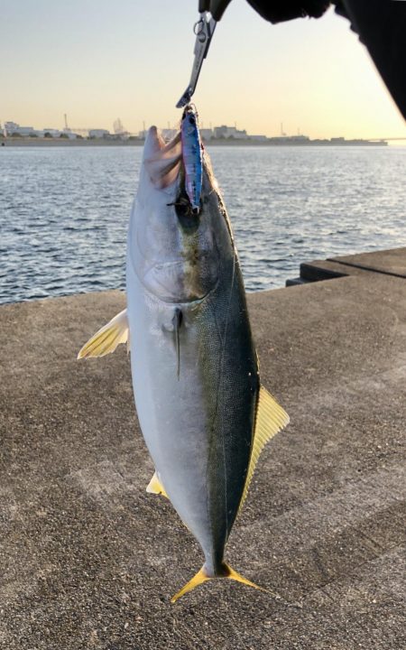 今年の青物も終わり？