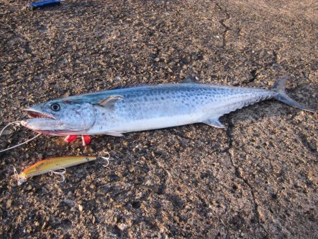 久しぶりの釣果