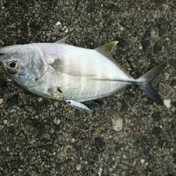 今日の釣果