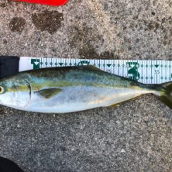 ツバス、エソ、太刀魚