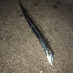 家族で太刀魚釣り