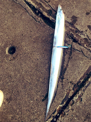 船橋港 太刀魚90cm