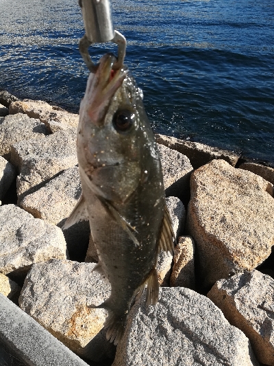 まだまだ青物回ってる