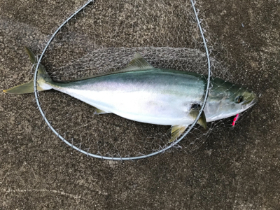 青物とシーバスの釣り分け