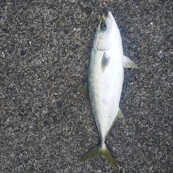 釣ったアジで飲ませ