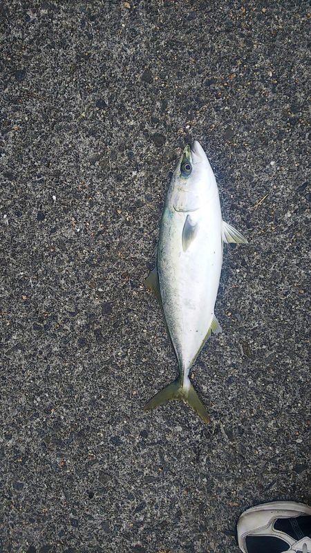 釣ったアジで飲ませ