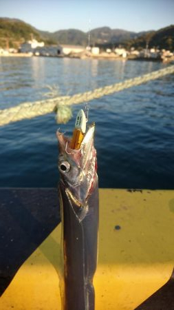 こんな時間に太刀魚が釣れました。