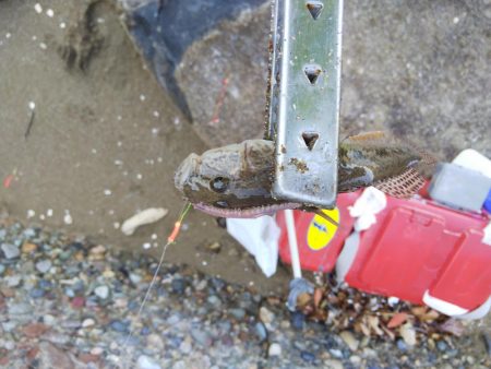 室津で投げ釣り！キスとタコ