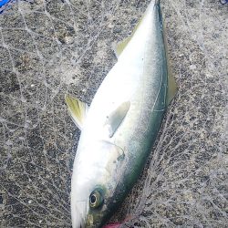 釣ったアジで飲ませ