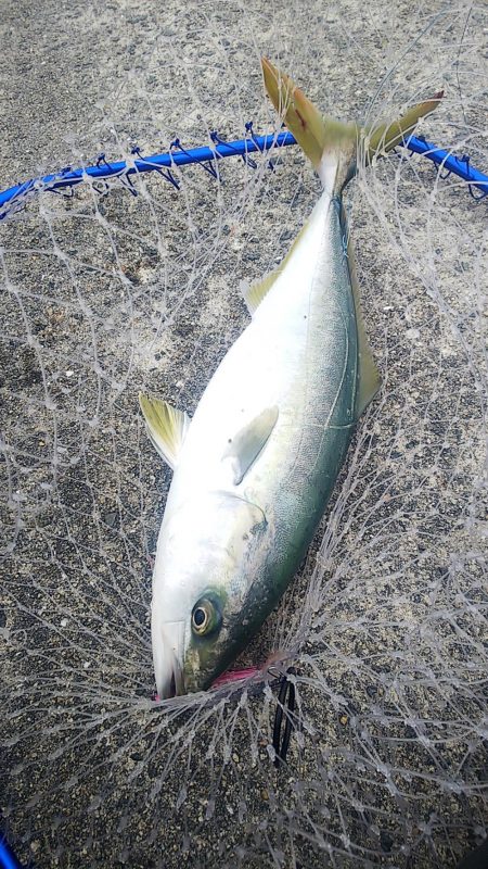 釣ったアジで飲ませ