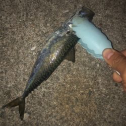 家族で太刀魚釣り