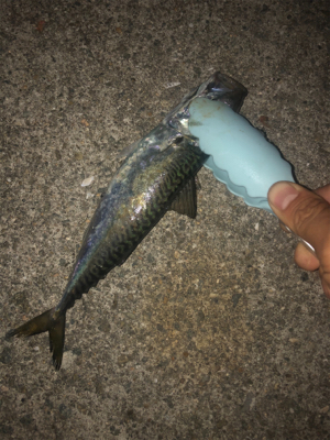 家族で太刀魚釣り