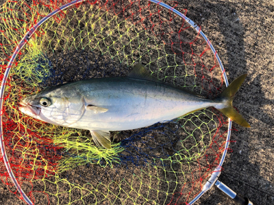 太刀魚の活性高い！