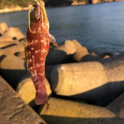 穴釣り、ショアジギ