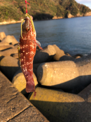 穴釣り、ショアジギ