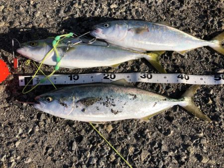 太刀魚とのませで青物狙い