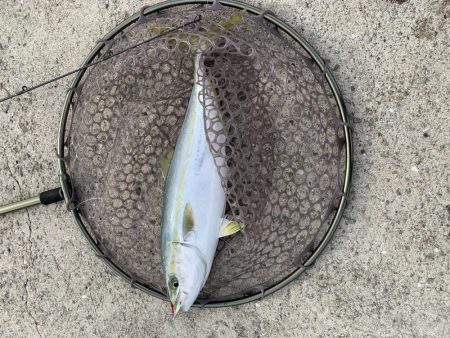 青物がどうしても釣りたくて