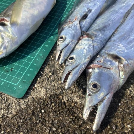 中アジ釣り