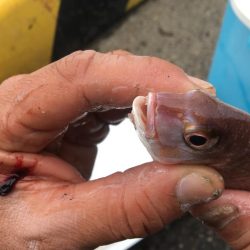 エサ釣りが渋い時はテンヤ 太刀魚