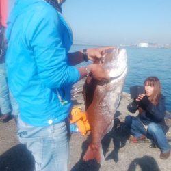 撃渋の播磨新島釣行