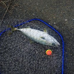 釣ったアジで飲ませ