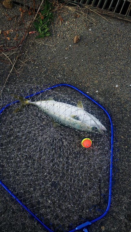 釣ったアジで飲ませ