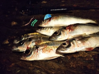 狙いにハマった釣り