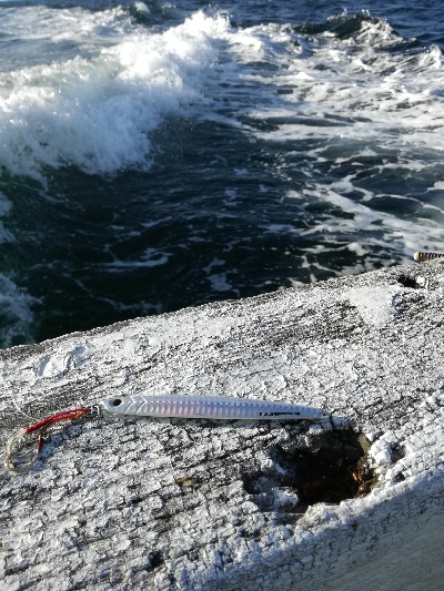 ブリは釣れず