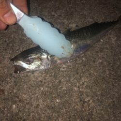 家族で太刀魚釣り